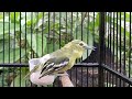 Cipoh Sirtu Gacor Suara Variasi Pancingan Paling Handal Sukses Bikin Gacor Mp3 - Mp4 Download