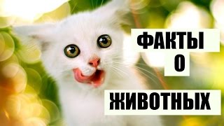 Интересные факты о животных. Часть 2. Интересные факты о животных. Часть 2.