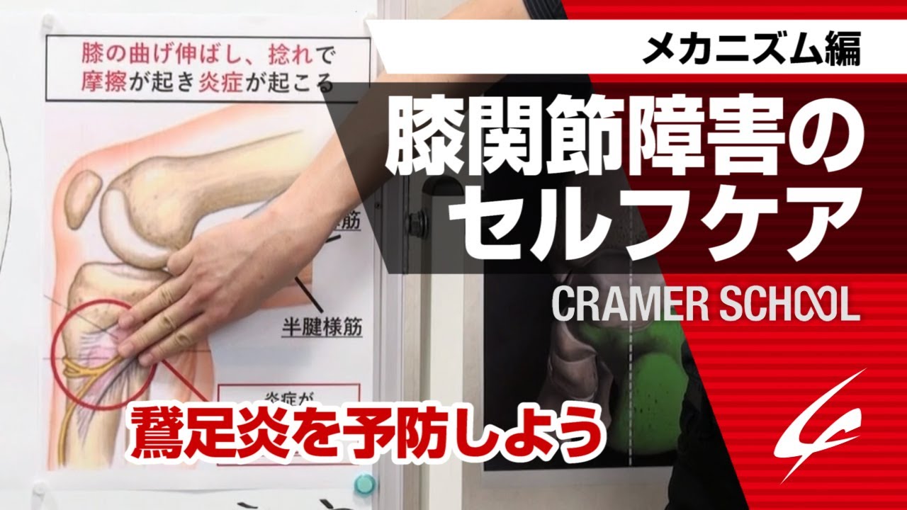 膝関節障害のセルフケア 鵞足炎を予防しよう メカニズム編 Cramer School Youtube 膝関節障害のセルフケア 鵞足炎を予防しよう メカニズム編 Cramer School Youtube