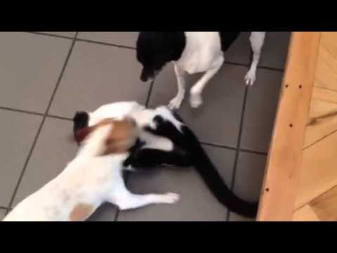 Video: Wire Fox Terrier Hundeavl Allergivenlig, Sundhed Og Levetid