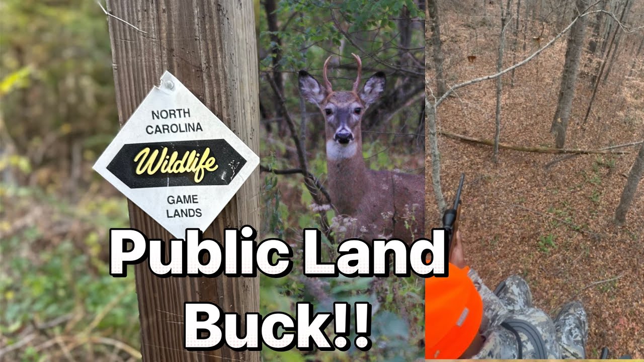 Calling in BUCKS on PUBLIC LAND .. Hunting with Dad's Rifle! /4K