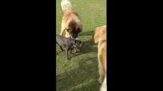 Sage and Crawford Leonbergers at the Dog Park by Kirsty Bell 615 views 9 years ago 2 minutes, 40 seconds