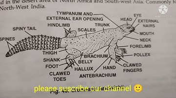 urimastrix classification, habitat and comments zoology practical bsc/comments on urimastrix