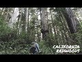 Exploring the California Redwoods | Travel America