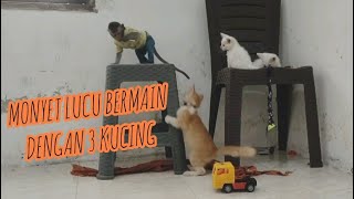 Monyet pantai dan kucing kucing lucu by Alif Sakha 66 views 2 months ago 3 minutes, 47 seconds