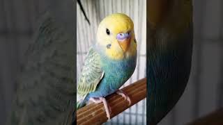 #shorts #youtubeshorts #budgie #periquito #petbirds #birdlover #aves #passaros #cuteanimals #animals