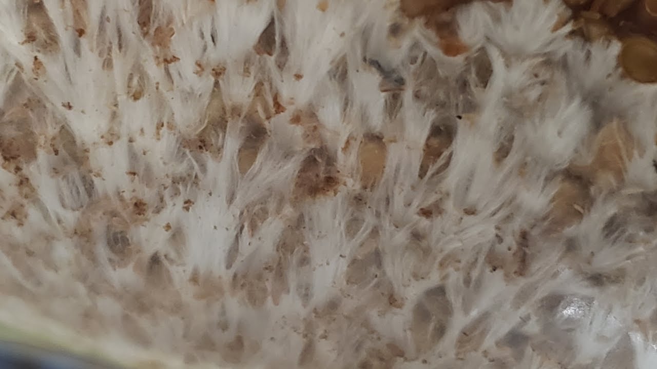 TIMELAPSE Golden Teacher Millet Bag Colonization YouTube