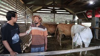 Kandang Sapi Breeding milik Bpk.MARNO Magetan dari 1 ekor jadi 4 ekor sapi