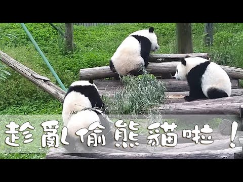 《熊貓早晚安》趁亂偷熊貓啦！ | iPanda熊貓頻道
