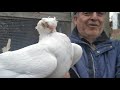 Продажа малоносых голубей Чечня (8-928-944-11-90) Хамзат