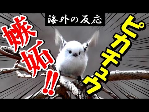【海外の反応】さすが日本だw北海道だけに生息する鳥が嘘みたいな可愛さだと話題に【世界のJAPAN】