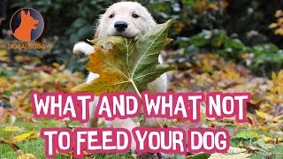 Under The Thanksgiving Table: What Can Your Dog Eat At Thanksgiving? by Digital Doggy 71 views 7 years ago 1 minute, 49 seconds