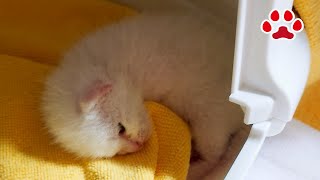 Day 6. Kitten in quarantine. Day that did not move with eyes open. by Miaou 46,676 views 7 months ago 8 minutes, 30 seconds