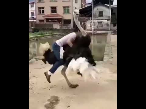 Funny guy chased