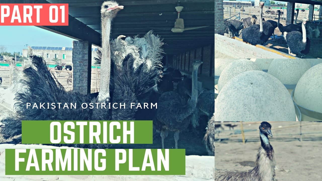 ostrich farm business plan