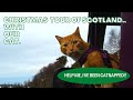 Kielder Forest with our cat