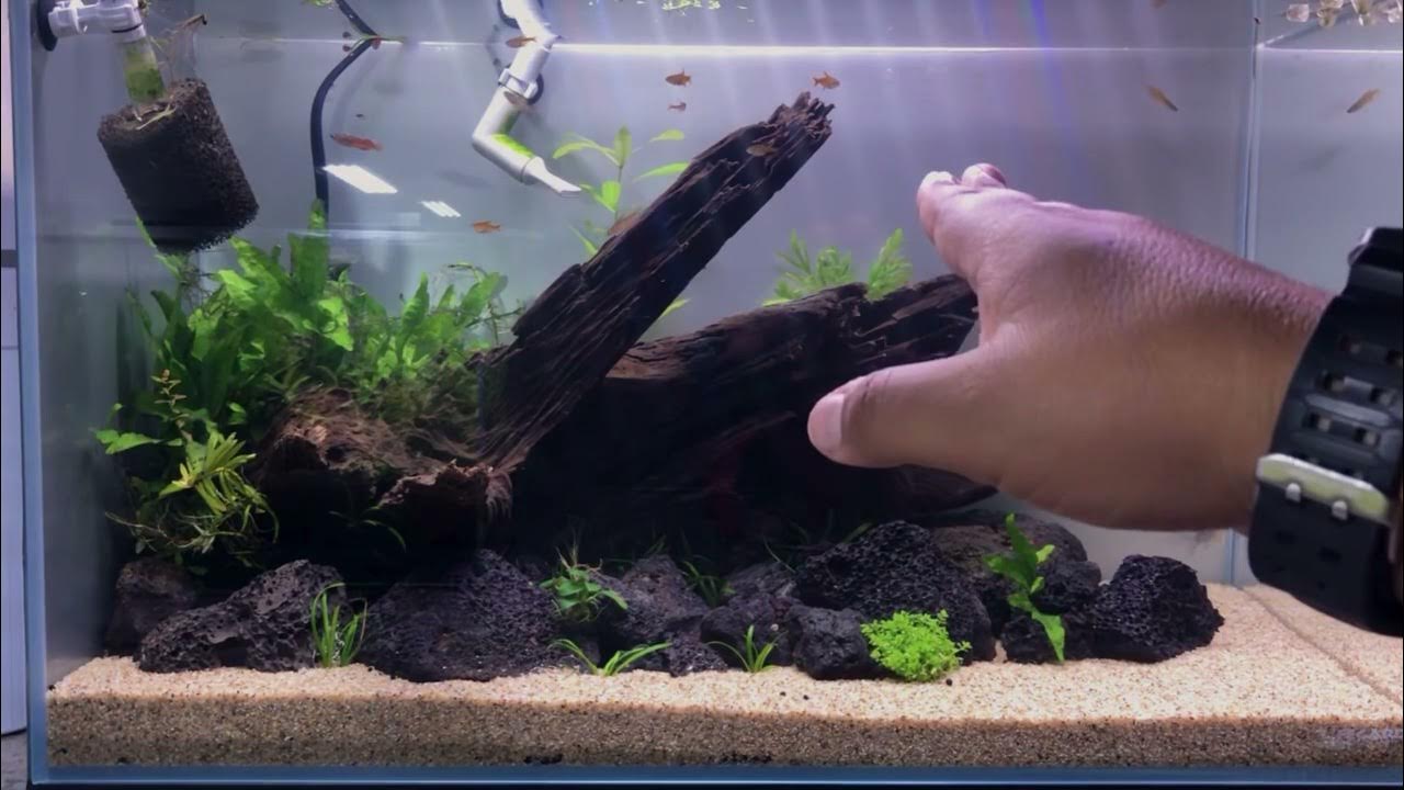 Aquascaping A 3 Gallon Long Bookshelf Aquarium With Carpet Seeds