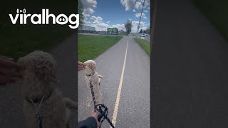 Puppy Prefers To Walk On Two Legs || Viralhog