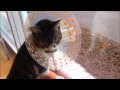 23日のリキちゃん　県外の動物病院で検査＆手術へ！【リキちゃんねる　猫動画】セカンドオピニオン　動物病院　手術をする猫