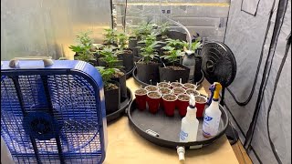 Indoor cannabis grow 2023