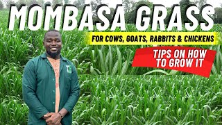 How To Grow Mombasa Grass for Goats and Free range Chickens