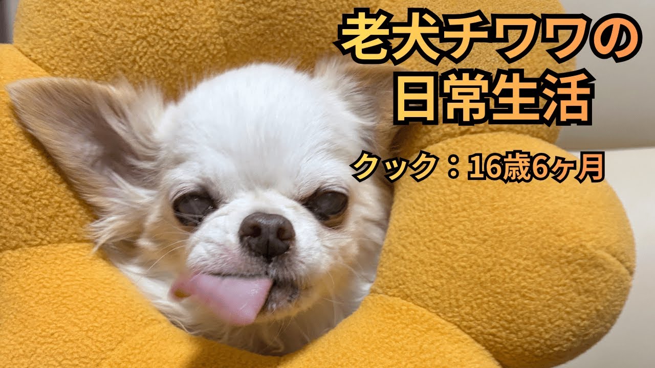 心臓病で咳に苦しむ老犬チワワ16歳6ヶ月の日常。毎日、咳に苦しんでますがご飯は食べれてます。