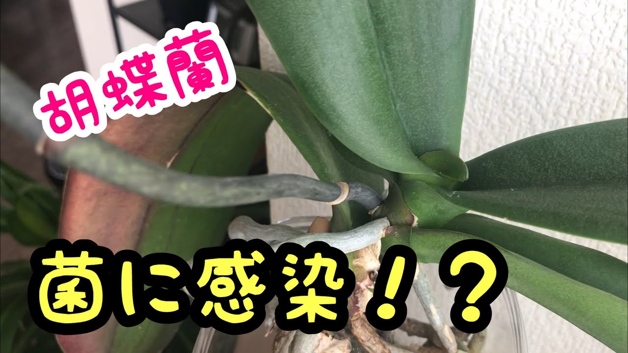 【胡蝶蘭】菌に感染！？根や葉、茎の切り落とし＆殺菌