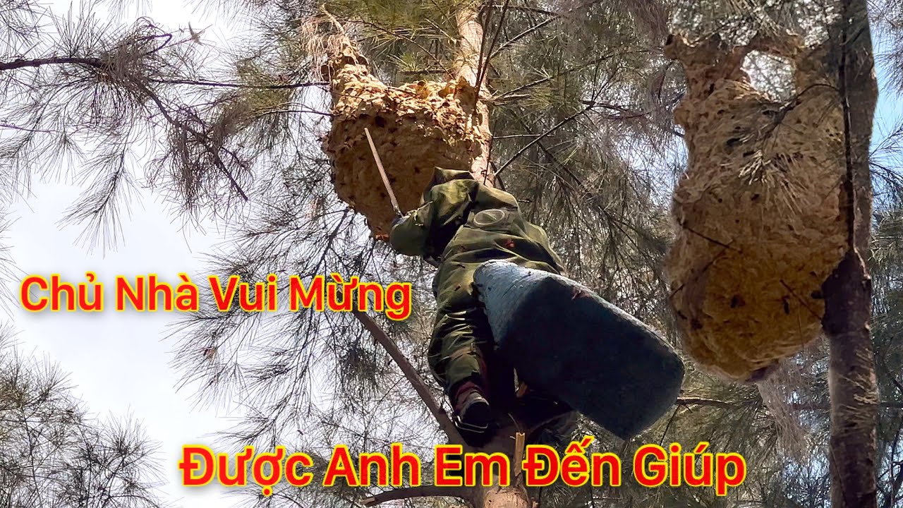 CHỦ NHÀ TÁ HỎA CHỨNG KIẾN ĐÀN GÀ BỊ TỔ ONG ĐÁNH CHẾT THÊM BẦY CHÓ BỊ ẢNH HƯỞNG TẠI CẦN ĐƯỚC