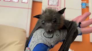 Baby flying-fox in care: this is Frangelica with Maggie