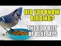 The Odd Diet of Blue Jays -Did you Know Birding?(episode 1) [HD]