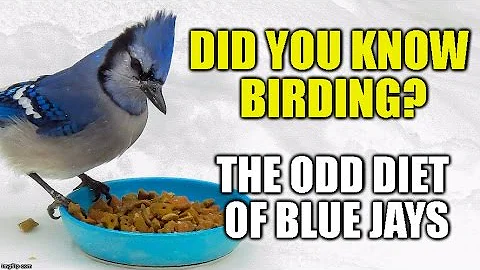 The Odd Diet of Blue Jays -Did you Know Birding?(e...
