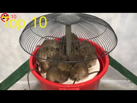 Las mejores 10 ideas de Trampa para ratas