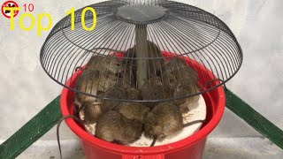 10 minutes Top 10 trampa para ratones eléctricos | Las mejores ideas para trampas para ratas