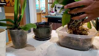 Repotting Orchids | Smelly FLower Guy