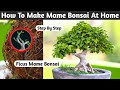 The art of mini bonsai crafting