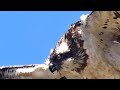 赤潮(河口)のミサゴ