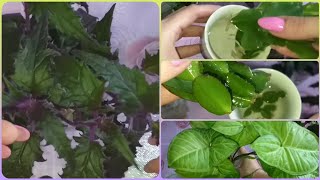 видео: Черенки отрастили огромные корни пока болела🍀🙈Укоренение🌷Размножение🍀Сингониум🌷Гинура🍀Декабрист картинка: Черенки отрастили огромные корни пока болела🍀🙈Укоренение🌷Размножение🍀Сингониум🌷Гинура🍀Декабрист