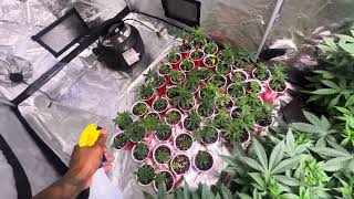 Indoor cannabis grow 2023