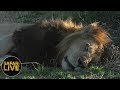 safariLIVE - Sunset Safari - September 15, 2018