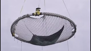Fair Lifts’ Historic Manta Ray Airlift – A Triumph for Marine Conservation #atlantis #mantaray