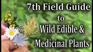 A Video Field Guide To 7 Wild Edible And Medicinal Plants