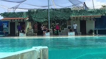 Thailand koh samui tiger Zoo