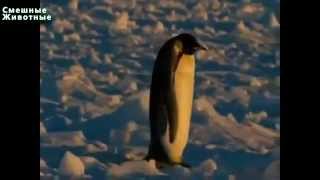 Смешные пингвины Лучшее видео Смешные пингвины Лучшее видео