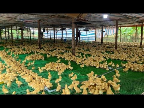 Video Vắc xin - kháng thể - kháng sinh sử dụng đúng cách - youtube