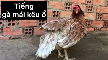 Gà mái kêu ổ chứng tỏ sắp đẻ trứng | hens croak | Ut Giang
