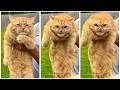 WAIT FOR IT: Best Cat Falling Moments 2026