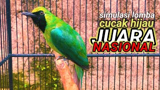 Download lagu Pancingan cucak ijo gacor fighter emosi tinggi!! Simulasi lomba burung cucak hijau