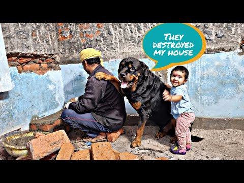 Jerry protecting his house || my dog protecting his house|| dog house|| emotional dog video,