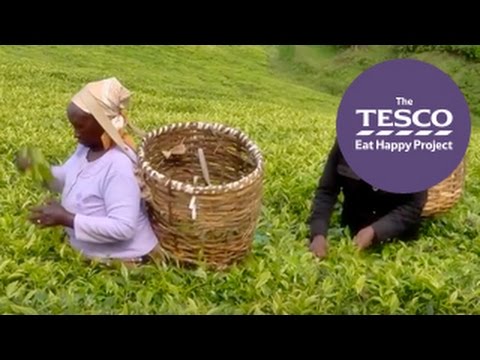 Watch this Online Field Trip to see how tea gets from the plant to our teapots Instructional Video