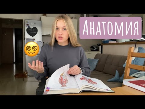 Анатомия | Предметы 2 курса